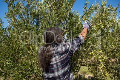 Farmer harvesting a olives from tree