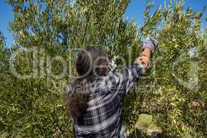 Farmer harvesting a olives from tree