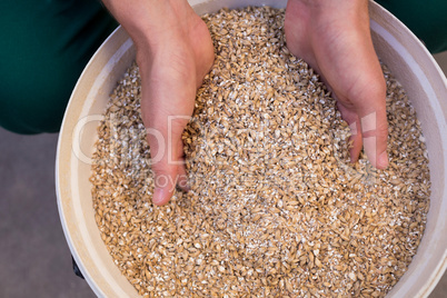 Cropped hands of worker examining barley