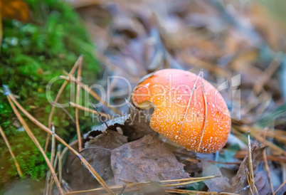 Mushroom fly agaric in a forest glade.