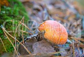 Mushroom fly agaric in a forest glade.