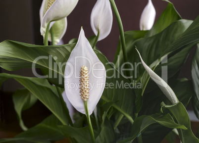 Blooming white flowers spathiphyllum.