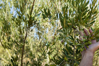Farmer hand checking a tree of olive