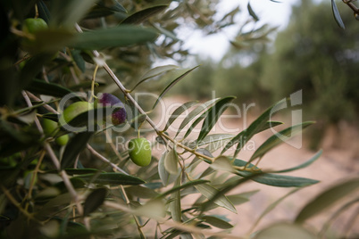 Close-up of olive on branch