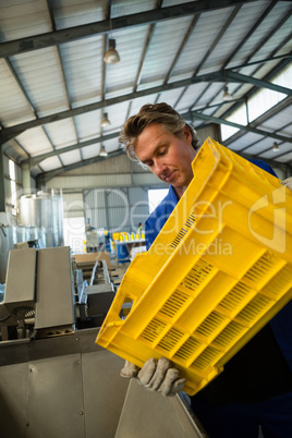 Worker putting harvested olive in machine