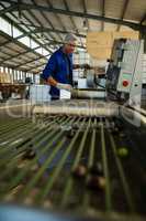 Worker putting olive in machine in factory