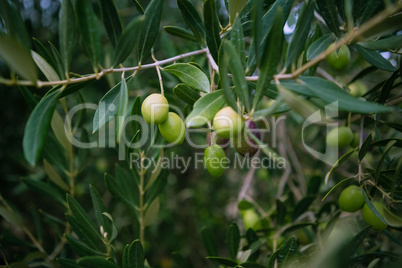 Close-up of olives on branch