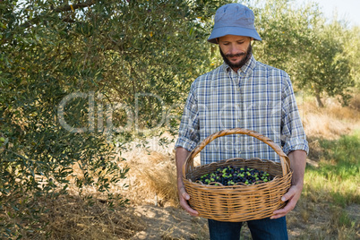 Farmer looking at basket of olives