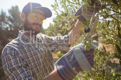 Farmer cutting a olives with scissors