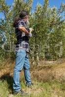 Farmer using olives picking tools while harvesting