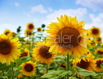 Field of flowering sunflowers