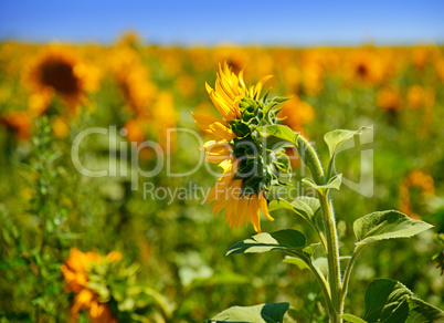 Blooming sunflower on the field on a clear summer day