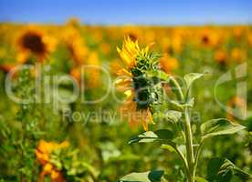 Blooming sunflower on the field on a clear summer day