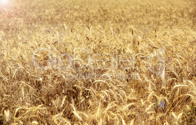 wheat field with ripe ears of wheat