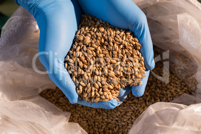 Hands of male worker examining barley at warehouse