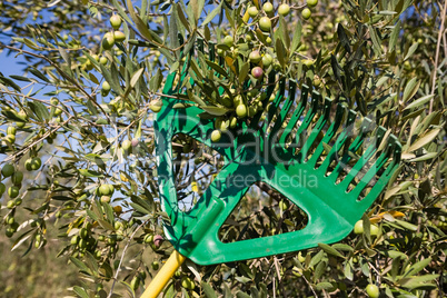 Olive being harvested from gardening tools