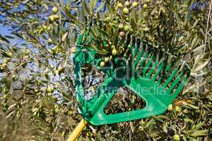 Olive being harvested from gardening tools