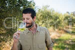 Farmer drinking glass of wine in olives factory