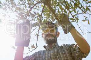Farmer cutting a olives with scissors