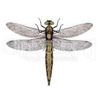 Orthetrum dragonfly female - 3D render