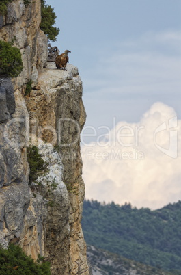 Griffon vulture standing on the cliff, Drome provencale, France