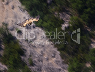 Griffon vulture flying, Drome provencale, France