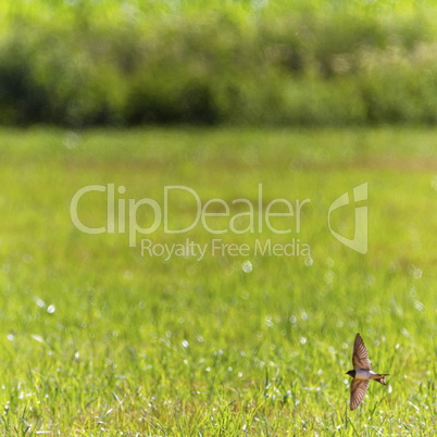 Barn swallow bird flying upon a meadow