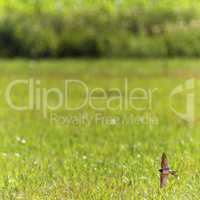 Barn swallow bird flying upon a meadow