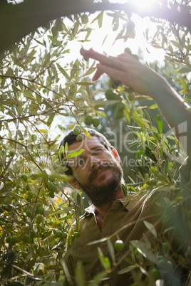 Farmer checking a tree of olive