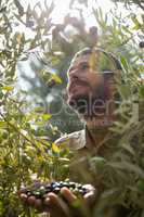 Farmer harvesting a olive from tree
