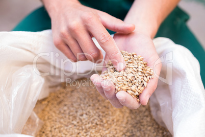 Cropped hand of worker examining barley at factory