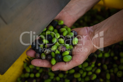 Worker holding harvested olives