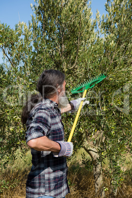 Farmer using olives picking tools while harvesting