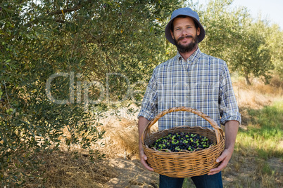 Farmer holding a basket of olives in farm