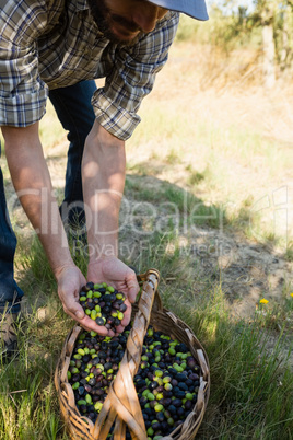 Farmer holding a hand full of olives in farm