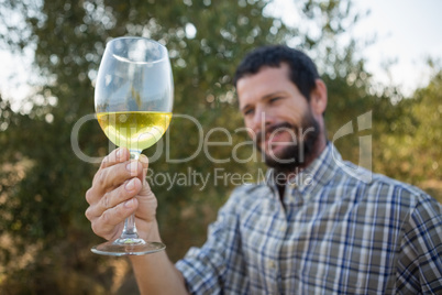 Man looking at glass of wine in olives farm Man looking at glass of wine in olives farm