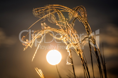 Close up of the stipa plant in the wonderful sunset light