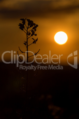 Grass landscape in the wonderful sunset light