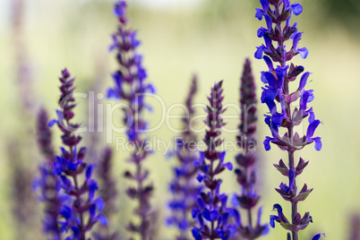 Meadow Sage in the springtime