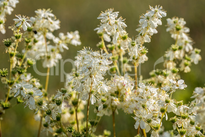 Meadowsweet, Filipendula ulmaria, flowering plants