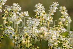 Meadowsweet, Filipendula ulmaria, flowering plants