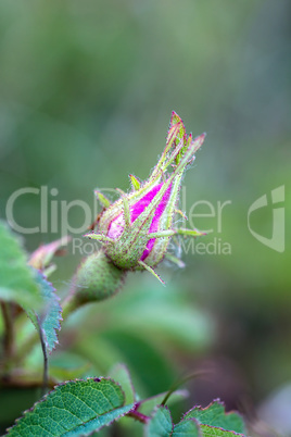 Dog rose bud (Rosa Canina)