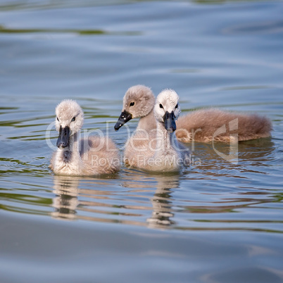 Close up of young mute swans (Cygnus olor)