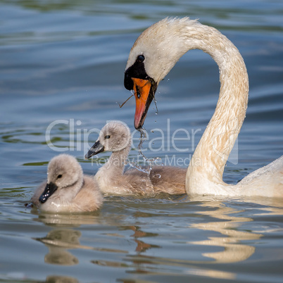 Close up of mute swans family (Cygnus olor)