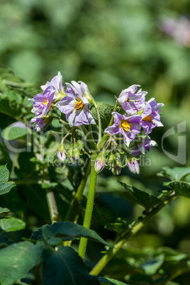 Close up of potato flowers