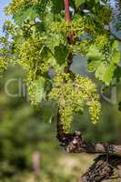 Close up in spring from grape plant with many fruits