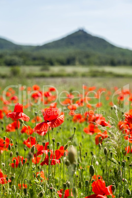 Landscape with beautiful poppy­ field