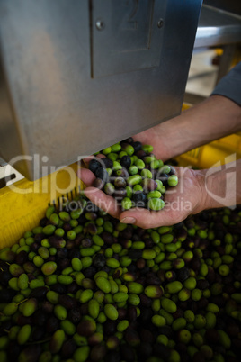 Hand of worker holding harvested olives