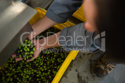 Worker holding harvested olives