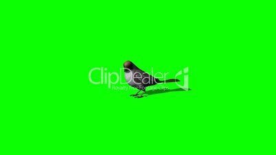bird sparrow idle - green screen